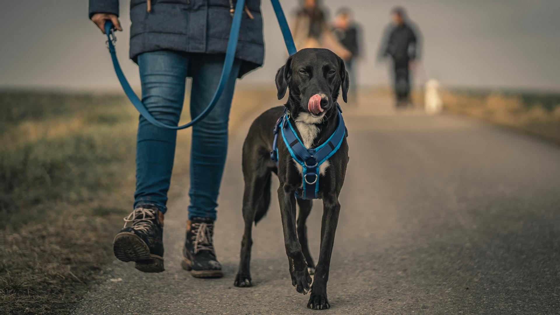 Dog on a leash on a walk with it's owner beside them