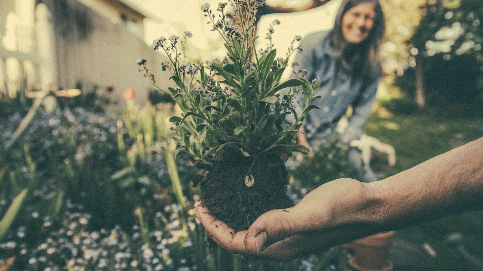A person holding a plant
