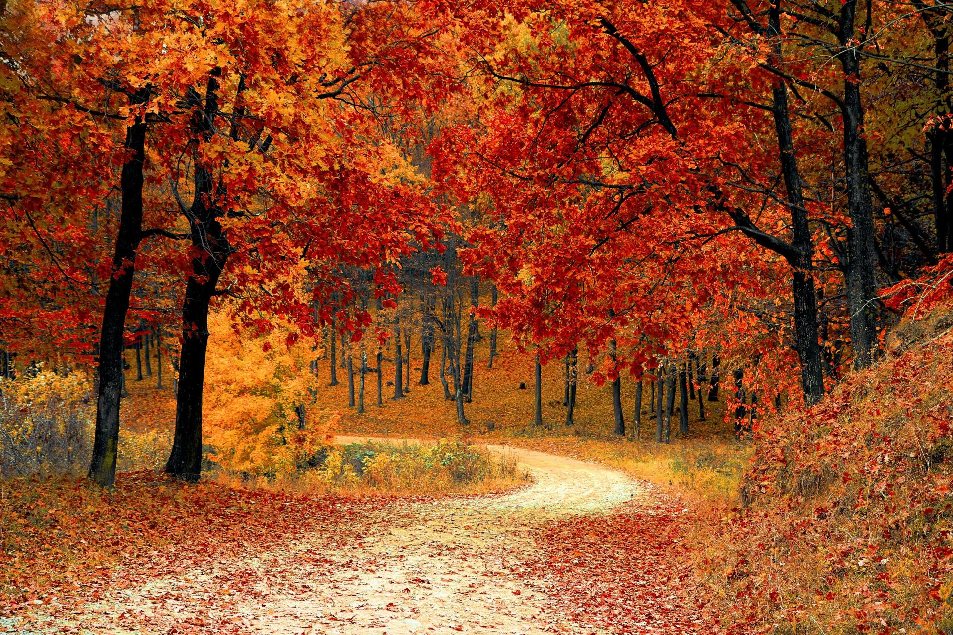 Winding path through vibrant autumn forest with red and orange leaves.